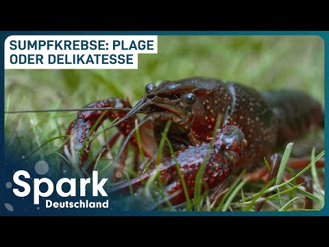 Berlin's plague - invasion of crayfish