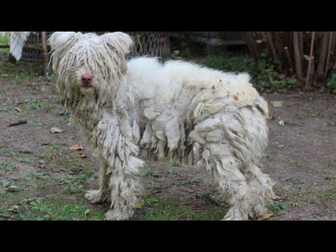 Emotional Dog Grooming Transformation & Life-saving Story By @groomingstudioleni  Hold Back Tears!