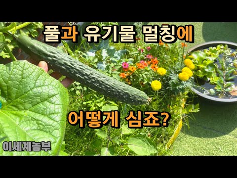 풀과 유기물 멀칭에 농작물을 어떻게 심죠?