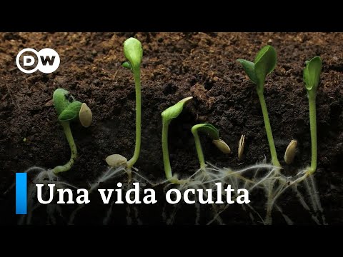 Suelos sanos: un universo a nuestros pies - Programa completo