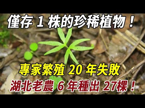 僅存 1 株的珍稀植物!專家繁殖 20 年失敗,湖北老農 6 年種出 27棵!#科普 #历史 #历史冷知识