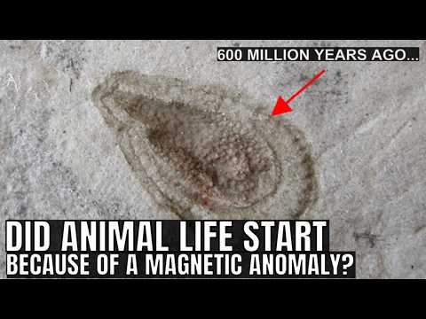 The 600 Million Year Old Magnetic Anomaly That Triggered Complex Life Evolution