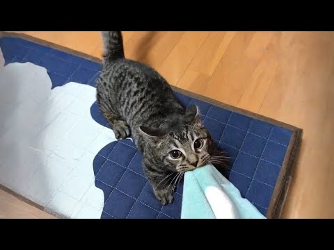 When Your Cat Starts Doing Weird Things Again 😂🐱 30 Minutes of Laugh