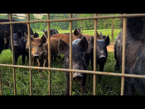 HEAVIEST wild boar in 7 years with a LARGE sounder.