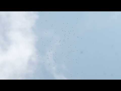 Flocks of Migratory Bird