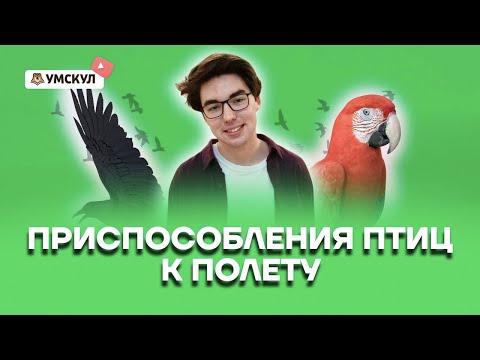 Приспособления птиц к полету | Биология ОГЭ 2022 | Умскул