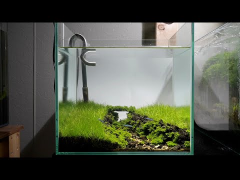 30cm水槽で作る夏の田園風景