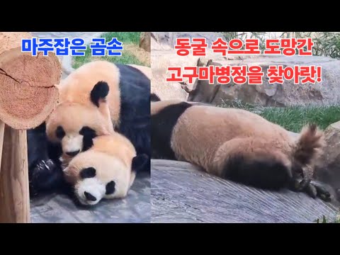 EP.14 곰손 마주잡은사이좋은 루후자매😊 열심히 만든 🍠고구마 병정 하나가 동굴 속으로 탈출했어여🤣🤣 #루이바오 #후이바오 #푸바오 #세컨하우스 #숨숨집 #판다월드 