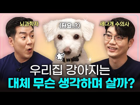 뇌과학자 X 수의사의 누구보다 진지한 강아지 뇌 분석 | 알쓸멍잡