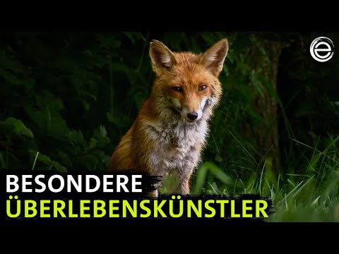 Lower Saxony's clever foxes | Experience Earth