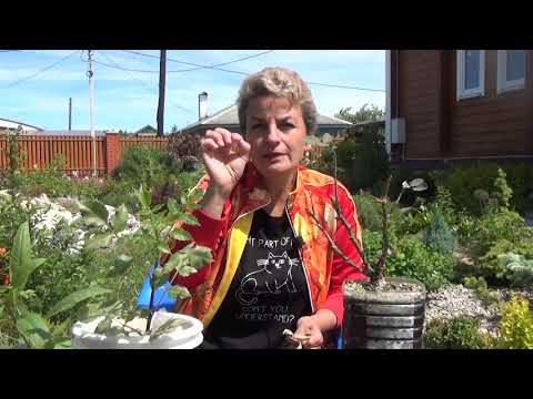 Как уничтожить паутинного клеща? Биопрепарат от клещей Фитоверм