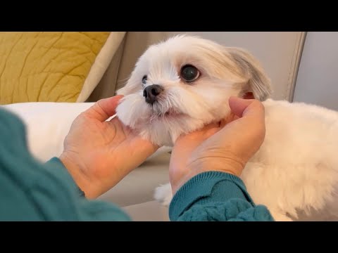 A mother's reaction to seeing her groomed puppy