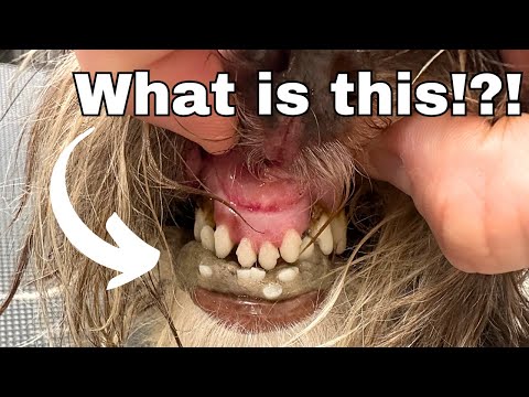 SEVERELY Matted Dog Gets Help