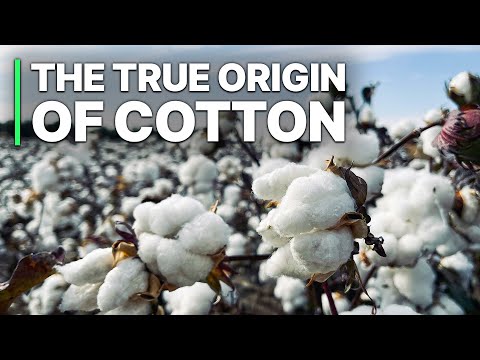 The True Origin Of Cotton | Investigative Documentary