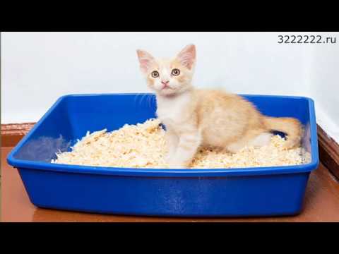 Почему кошка стала писать где попало