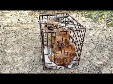 Dogs Spent Lifetime in Cage Like Prisoners... they cried when we free them