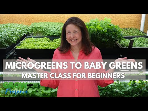 How to Grow Microgreens | Step by Step for Beginners | Complete Guide