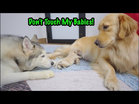 Golden Retriever Mom Protects Her Puppies — Even from Her Best Friend Husky!