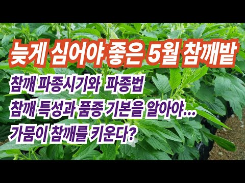 [텃밭] 5월의 끄트머리 참깨 파종 시기입니다