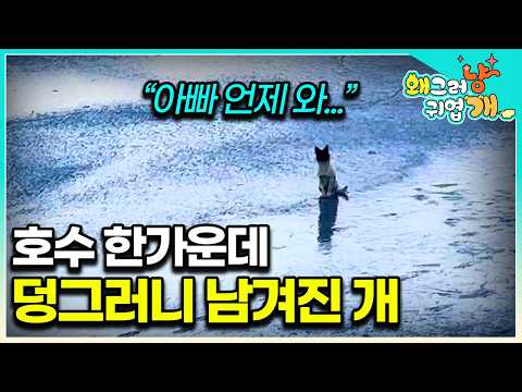 “I chase after SUVs like that” A dog that fills its stomach with cat food and does not leave the ...