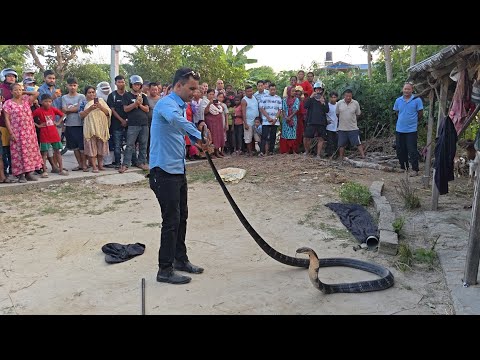🐍 😱 King cobra snake rescue in Nepal ! सबै भन्दा ठूलो र खतरनाक किङ कोब्रा सर्प भेटियो आज।