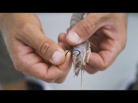 How To RIG LIVE SHRIMP Under A Popping Cork (For Redfish, Trout, & Snook)