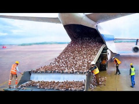 They Dropped Thousands of Cats on an Infected Island