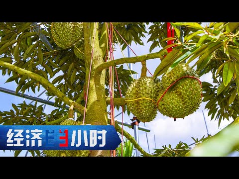 国产榴莲来了！一颗榴莲能卖千元！9年摸索终于扎根，海南榴莲惊喜连连 「经济半小时」20230731 | 财经风云