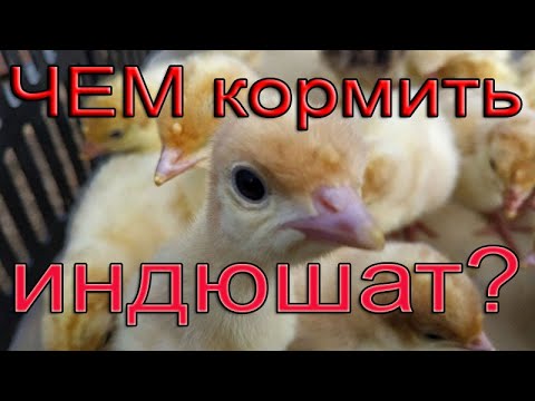 Индюшата | Чем кормить  индюшат? | Состав комбикорма для индюшат