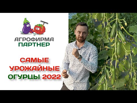Самые урожайные огурцы 2022