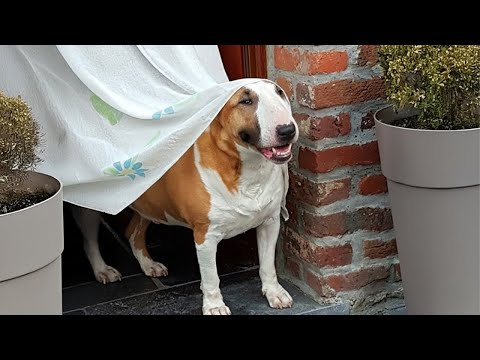 Dogs Can't Stop Being Hilarious on the Internet 🤣 Funny Animals Video 2025