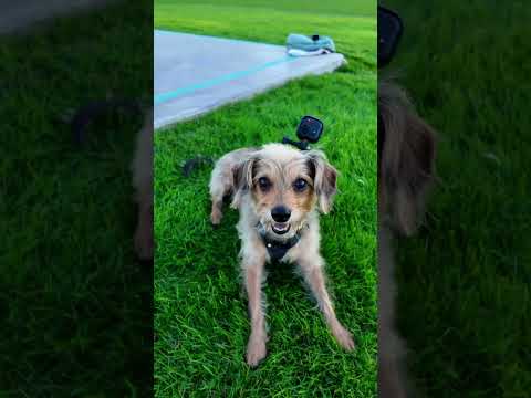 Dog's Adventure Day in the Neighborhood: Insta360 GO Ultra Edition