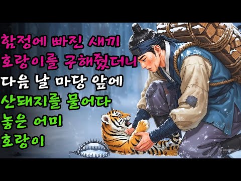 함정에 빠진 새끼 호랑이를 구해줬더니, 다음 날 마당 앞에 산돼지를 물어다 놓은 어미 호랑이/옛날이야기, 전래동화, 야담, 민담