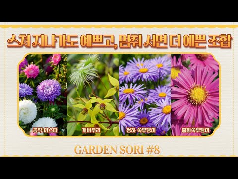 예쁜 조합 공작아스타·개버무리·쑥부쟁이 4+3 레시피