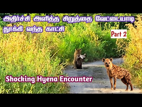 🐆🐆 Shocking Leopard hunting Nilgai & Hyena Encounter in Jhalana Leopard Reserve 🔥🔥 | Jolly Trip