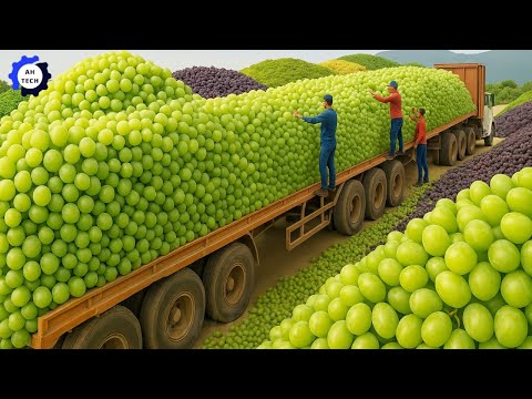 215 Most Satisfying Agriculture Technology | Harvest & Process US Fruits & Vegetables to a New Level