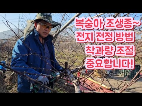 복숭아 전지 전정이 중요한 시기~초보분들은 한번 보세요