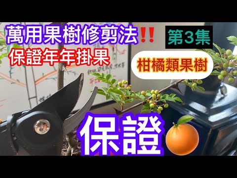 萬用果樹修剪法3‼️‼️所有的果樹都適用❗️保證果樹變的更健康更多產👍絕對值得珍藏#如何修剪柑桔類果樹