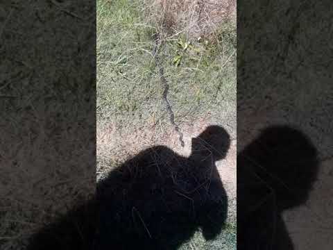 Rat Snakes on the prowl!     #shorts