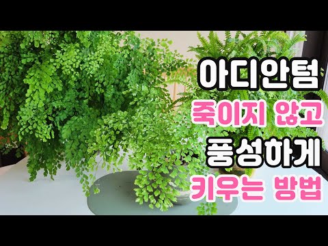 Growing Adiantum Ferns | You can grow them without leaf dieback just by doing this | How to solve...
