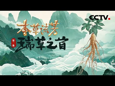 服用人参真的可以起死回生吗？走进长白山密林深处，揭秘 “百草之王”的前世今生《本草流芳》 第1集 瑞草之首 | CCTV「本草流芳」