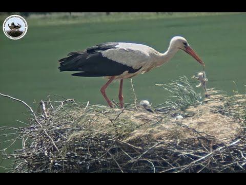 2 Küken werden abgeworfen, 02.06.2022 Hedeper