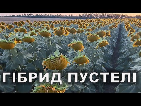 Sonia 2024 LIDEA Belfis in arid conditions.