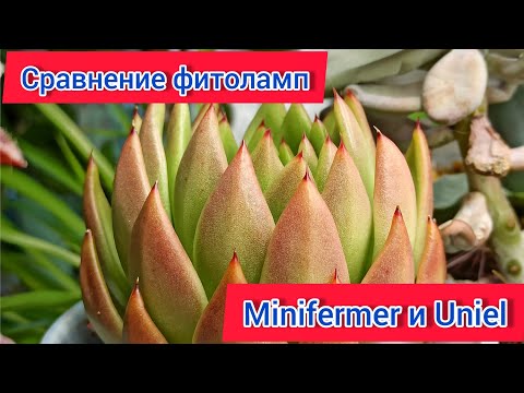 Сравнение фитоламп Minifermer и Uniel для суккулентов. Замеры уровня освещенности разными лампами