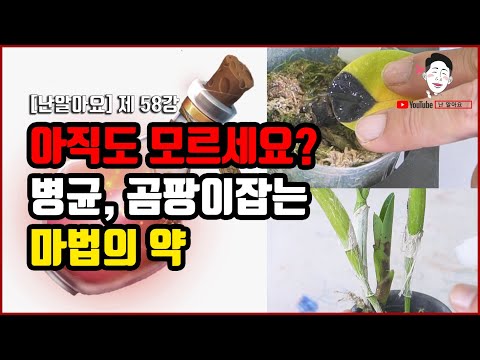 병균, 곰팡이 이제 멈춰!! 여러분이 몰랐던 난초 병균과 곰팡이를 제거하는 완전 꿀팁 방법 공유합니다 - '난 알아요' 제 58강