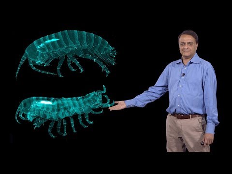Nipam Patel (MBL) 3: Homeotic (Hox) Genes and Evolution of Crustacean Body Plan