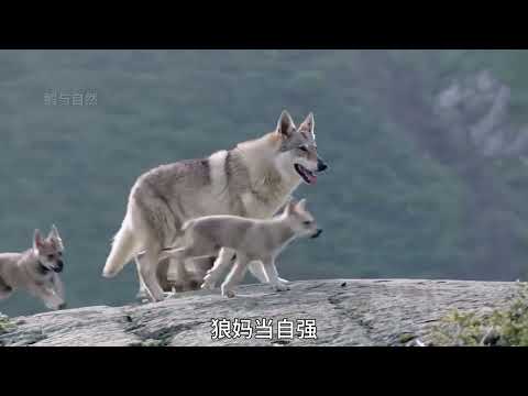 耗时两年半制作，看各种动物的精彩瞬间，愿您笑口常开，笑死活该 #神奇动物在抖音 ...