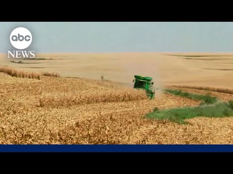 Nebraska soybean farmers on America’s trade war: ‘We are losing money’