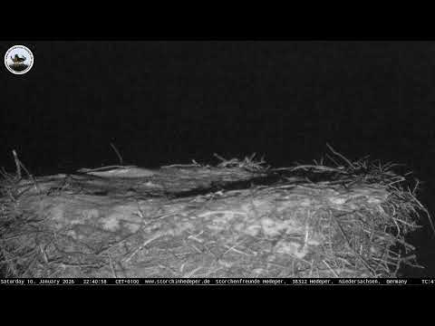 Storchennest-Hedeper