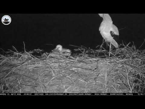 Storchennest-Hedeper